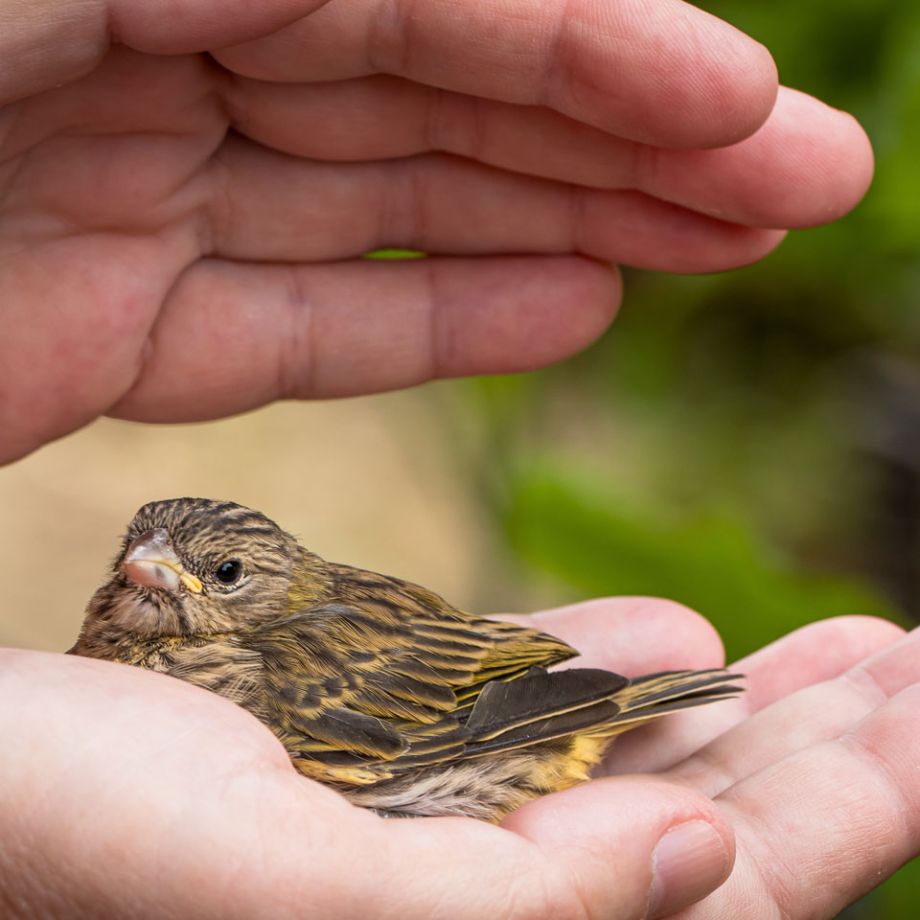 Reiki su animali